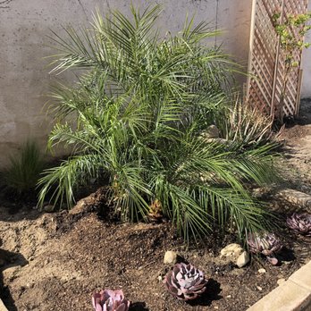 Moon Valley Nurseries - Tree Services Near Me - Chino, California Moon Valley Nurseries - Tree Services Near Me - Chino, California