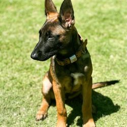 Major K9s Academy