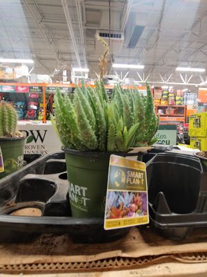 The Home Depot by null