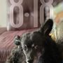 Photo of Woofington: Luxury Petite Dog Resort & Spa