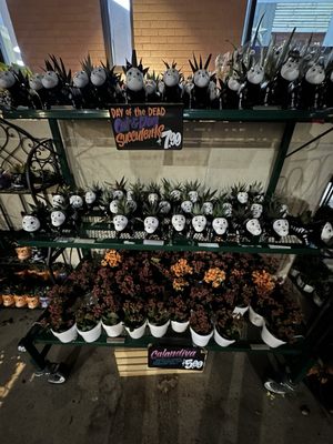 Trader Joe's by null