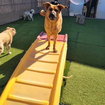 Camp Bow Wow - Pet Sitting Near Me - Kemah, Texas Camp Bow Wow - Pet Sitting Near Me - Kemah, Texas
