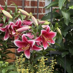 Mostardi Nursery