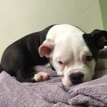 vca crocker animal hospital