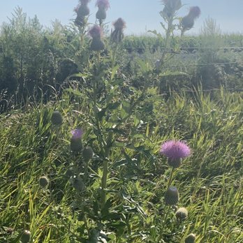 Oak Creek Recreational Trail - Milk thistle - Hiking Near Me - Brainard, Nebraska Oak Creek Recreational Trail - Milk thistle - Hiking Near Me - Brainard, Nebraska