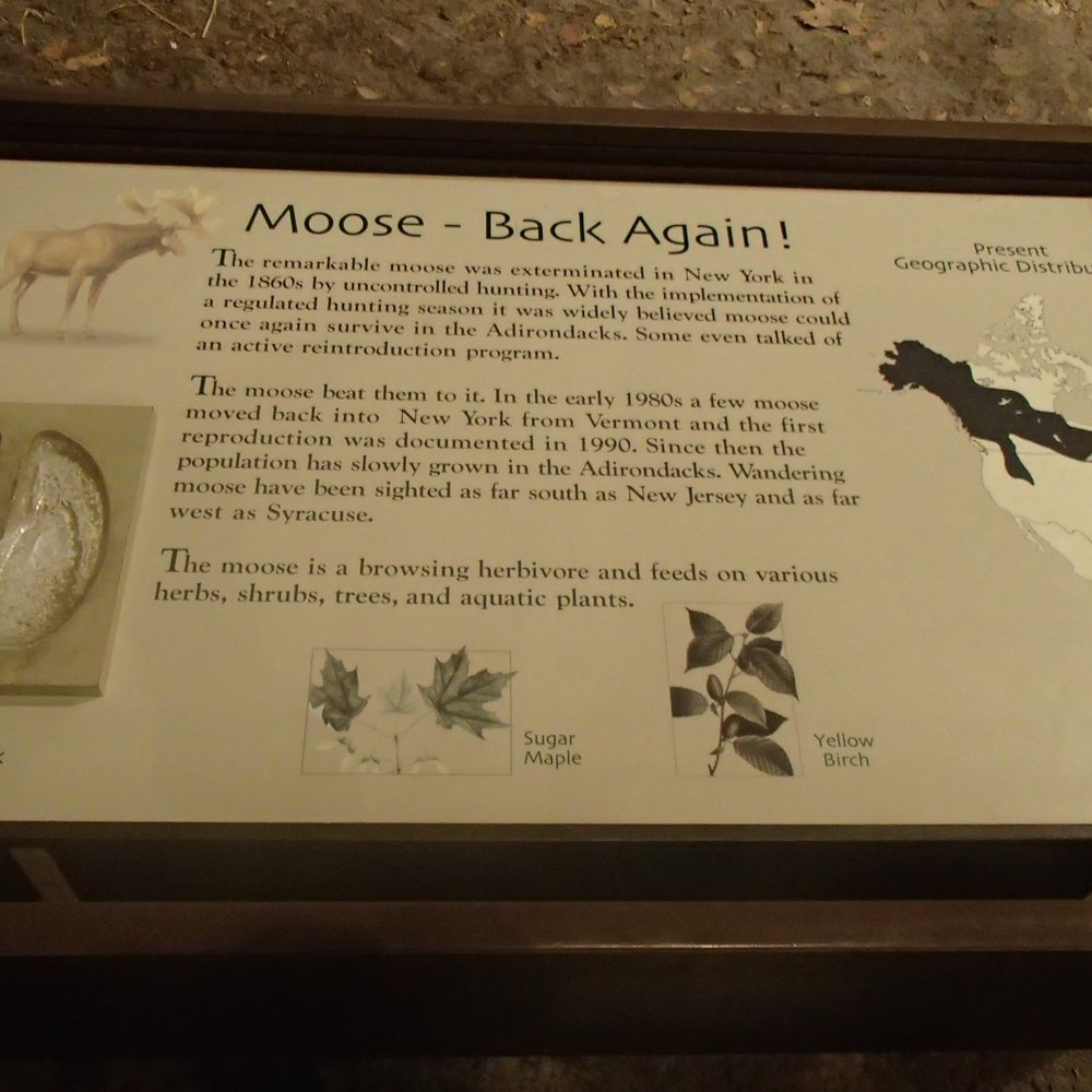New York State Museum - I've never had a chance to see a moose in New York state so I read this exhibit with a keen interest. - Museums Near Me - Albany, New York New York State Museum - I've never had a chance to see a moose in New York state so I read this exhibit with a keen interest. - Museums Near Me - Albany, New York