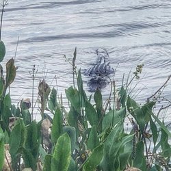 Lake Apopka Loop Trail