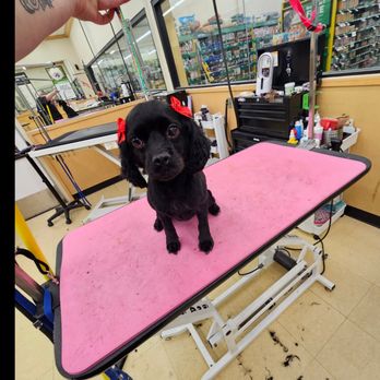 Heather B Grooming - Pet Groomers Near Me - Hamburg , New York