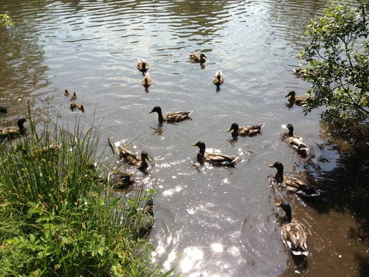 Golden Acre Park by null