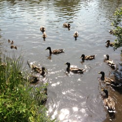Golden Acre Park - Ducks