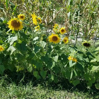 Conner's A-Maize-Ing Acres - Sunflowers at the corn maze - Venues & Event Spaces Near Me - Hilliard, Florida