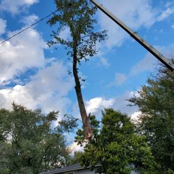 Brian's Tree Service - Using crane to take down a storm damage tree
