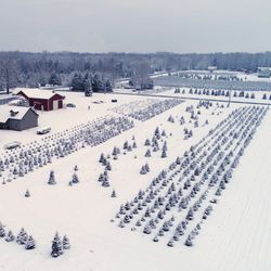 Tall Timbers Tree Farm