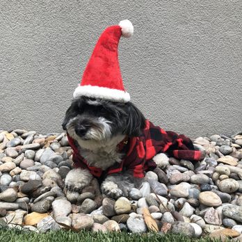 Hairy's Pet Spa - All fancy for her photo shoot - Pet Groomers Near Me - Vista, California
