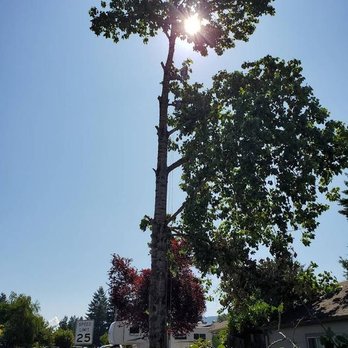 Top Knot Tree Service - untitled - Tree Services Near Me - Westfir, Oregon Top Knot Tree Service - untitled - Tree Services Near Me - Westfir, Oregon
