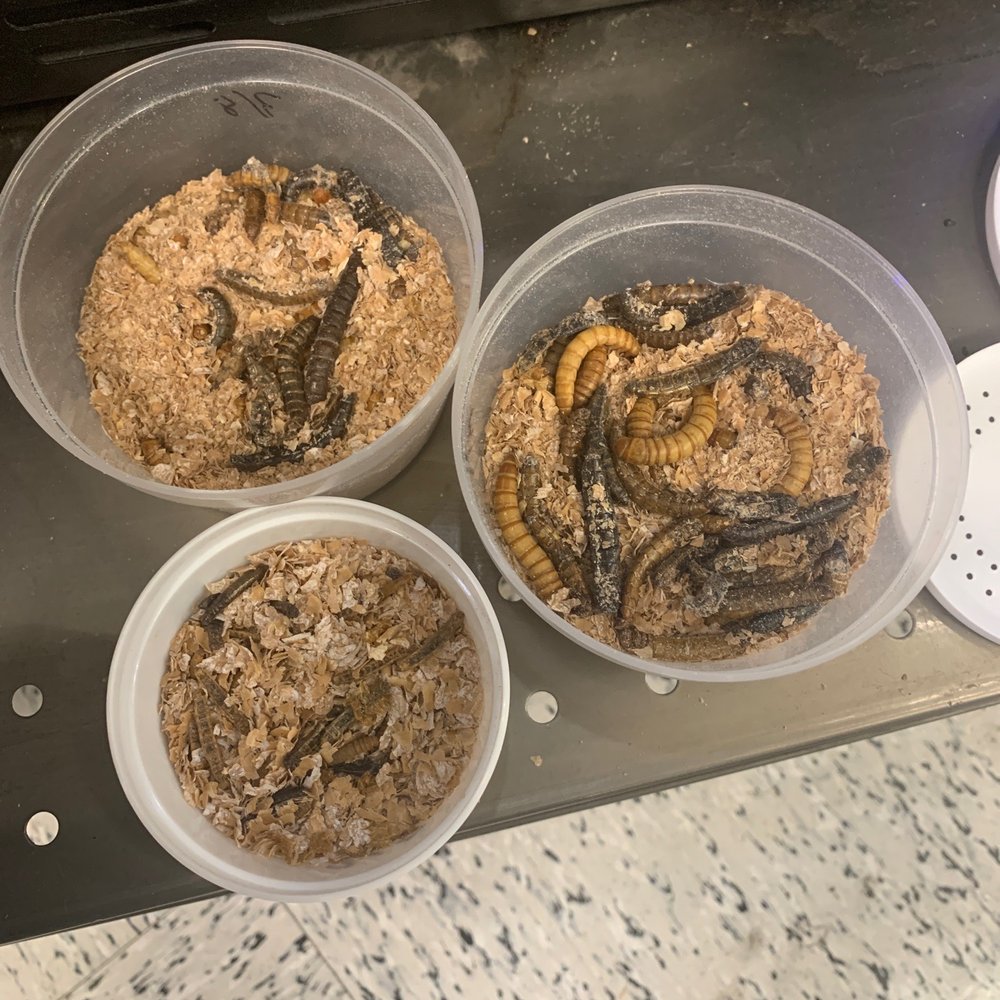 Petco - When they're that black they're not good, essentially rotten. - Pet Stores Near Me - Burbank, California Petco - When they're that black they're not good, essentially rotten. - Pet Stores Near Me - Burbank, California