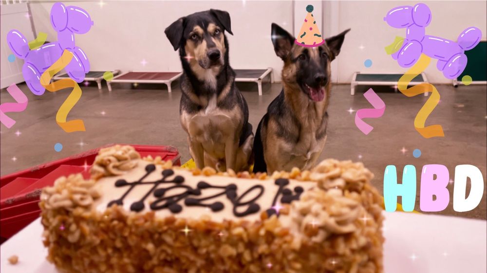 FOUR PAWS DAY CARE Updated August 2024 107 Photos & 152 Reviews 13125 Ventura Blvd, Studio