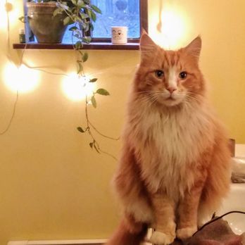 Peace OMind - Sir Bert - House Sitters Near Me Peace OMind - Sir Bert - House Sitters Near Me