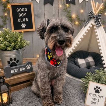 Splash N Dash DIY Dog Wash - Weekly bath by Edlin - Pet Groomers Near Me - Orange, California Splash N Dash DIY Dog Wash - Weekly bath by Edlin - Pet Groomers Near Me - Orange, California