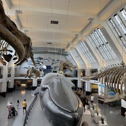 The Natural History Museum