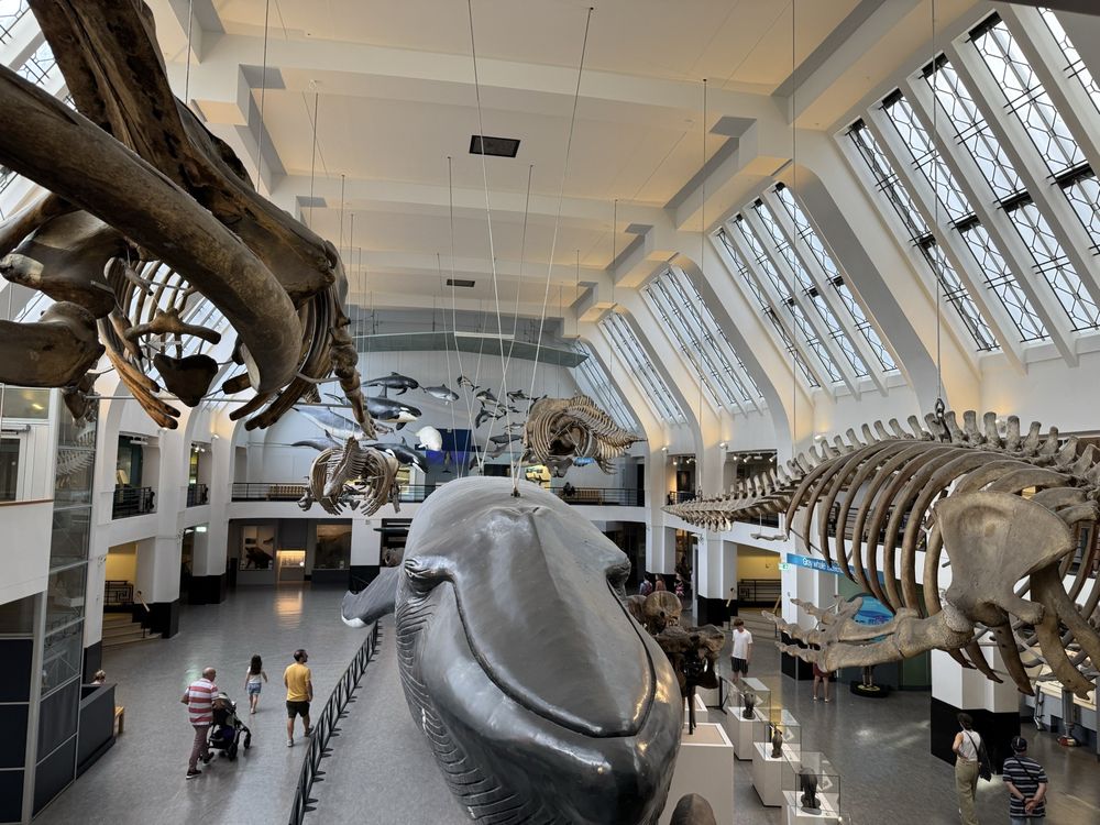 The Natural History Museum