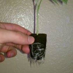 San Diego Clones - Platinum Master Kush Clone
