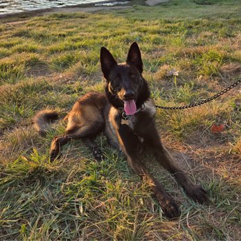 Kelev K-9 - Chillin' at the park getting cat called. - Pet Training Near Me Kelev K-9 - Chillin' at the park getting cat called. - Pet Training Near Me