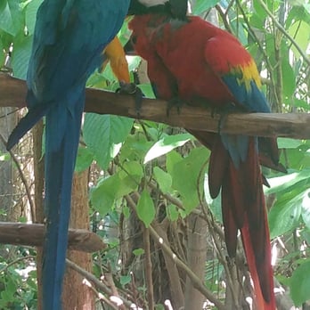 Jungle Island - Amusement Parks Near Me - Miami, Florida Jungle Island - Amusement Parks Near Me - Miami, Florida