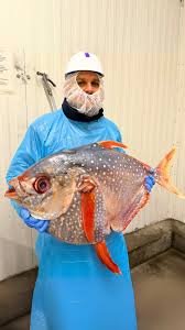 Congressional Seafood - Wholesale Seafood Supplier by null