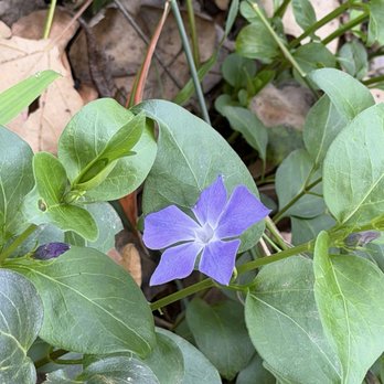 Santa Margarita River Trail - Periwinkle - Hiking Near Me - Fallbrook, California Santa Margarita River Trail - Periwinkle - Hiking Near Me - Fallbrook, California