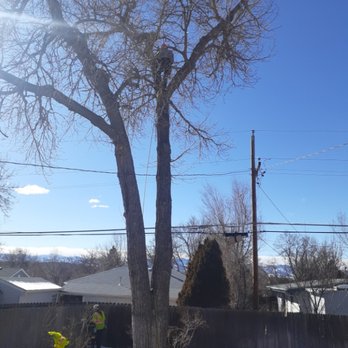Rancho Tree Services - Getting dead branches off in a cottonwood - Tree Services Near Me Rancho Tree Services - Getting dead branches off in a cottonwood - Tree Services Near Me