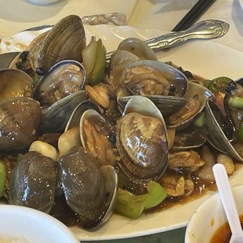 Tin's Teapot Bistro - Clams in Black Bean Sauce - Dim Sum Near Me - Hayward, California Tin's Teapot Bistro - Clams in Black Bean Sauce - Dim Sum Near Me - Hayward, California