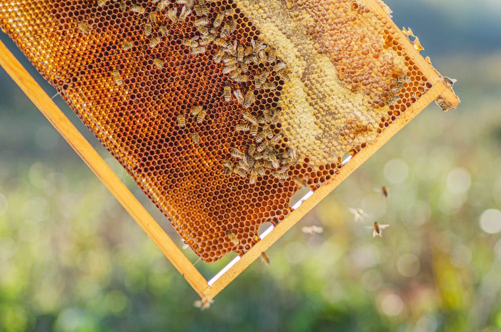 Happy Bees Market - beekeeping in Mesa, AZ