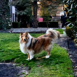 Bark Avenue Puppies - My best friend  my Anna