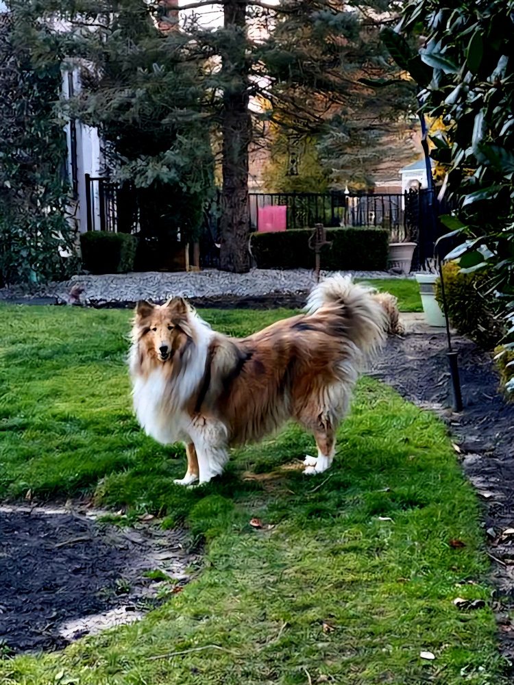Bark Avenue Puppies Image