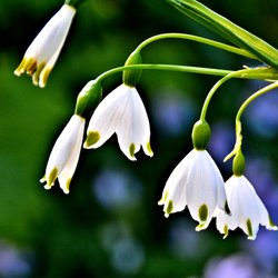 PowellsWood Garden - Galanthus (snowdrop)     A beautiful winter addition