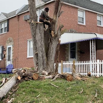 New Heights Tree Service - a man trimming a tree - Tree Services Near Me - Media, Pennsylvania New Heights Tree Service - a man trimming a tree - Tree Services Near Me - Media, Pennsylvania