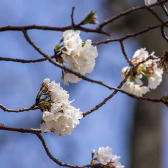 Branch Brook Park - White cherry blossoms.  The smaller trees bloom first. - Parks Near Me - Newark, New Jersey