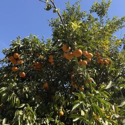 Hagen Farms
