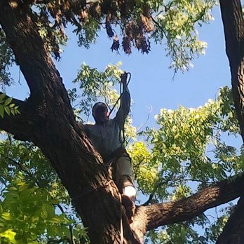 Top Notch Services - a man in a tree - Tree Services Near Me - Lake Zurich, Illinois Top Notch Services - a man in a tree - Tree Services Near Me - Lake Zurich, Illinois