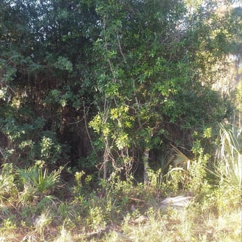 Florida Vegetation Control - Vegetation so think that a person cannot walk into the property at all. - Tree Services Near Me