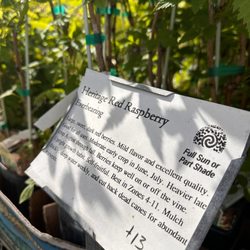 Spiral Gardens Community Food Security Project