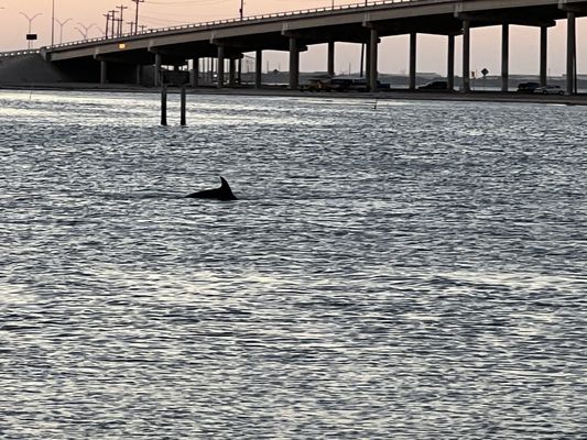 Snoopy's Pier by null