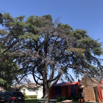 AMDM Tree Service - Before. - Landscaping Near Me - Anaheim, California