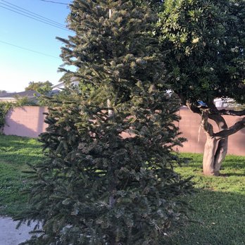 Todd's Christmas Trees - Christmas Trees Near Me - Long Beach, California
