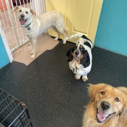 All Paws Doggie Day Care - Loki by gate
