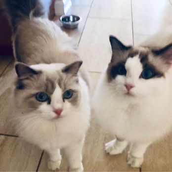 Fur Real Ragdolls - Blue bicolor and seal bicolor - Pet Breeders Near Me Fur Real Ragdolls - Blue bicolor and seal bicolor - Pet Breeders Near Me