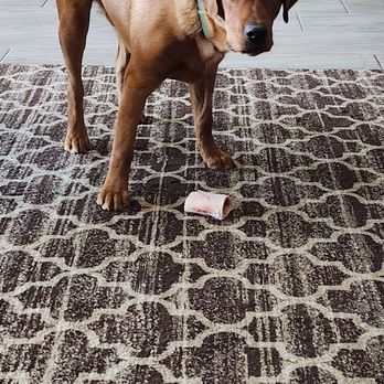 Puppy K All Day - Pet Training Near Me