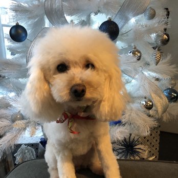 Fur Bar - Her $120 cut by the "owner" of Spaw- December 2019 - Pet Groomers Near Me - Toronto, Ontario