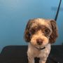 Luxury Pet Pampering Groomer
